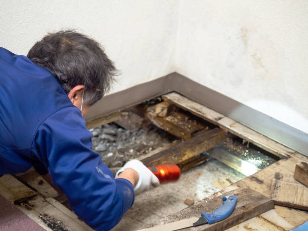 Best Mold Testing  in El Valle De Arroyo Seco, NM