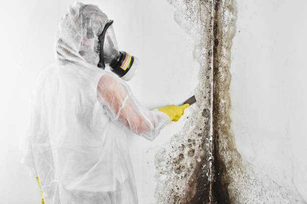 Best Office Mold Removal Services  in El Valle De Arroyo Seco, NM