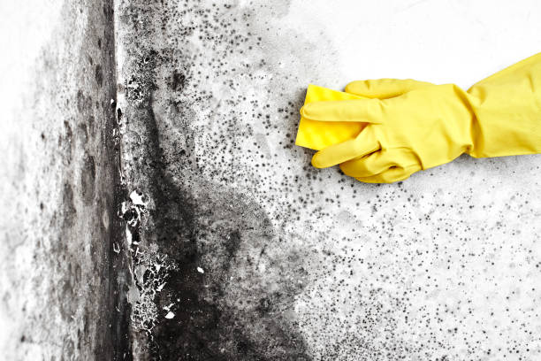 Best Office Mold Removal Services  in El Valle De Arroyo Seco, NM