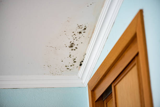 Best Certified Mold Removal  in El Valle De Arroyo Seco, NM