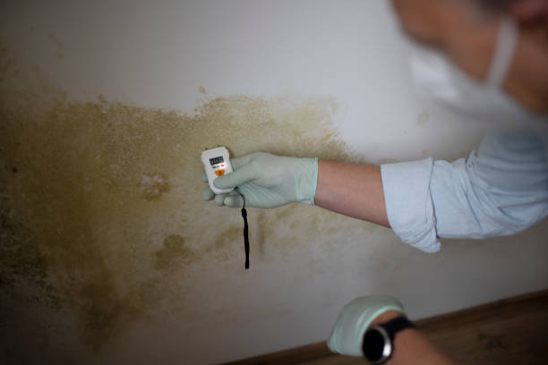 Best Mold Testing  in El Valle De Arroyo Seco, NM