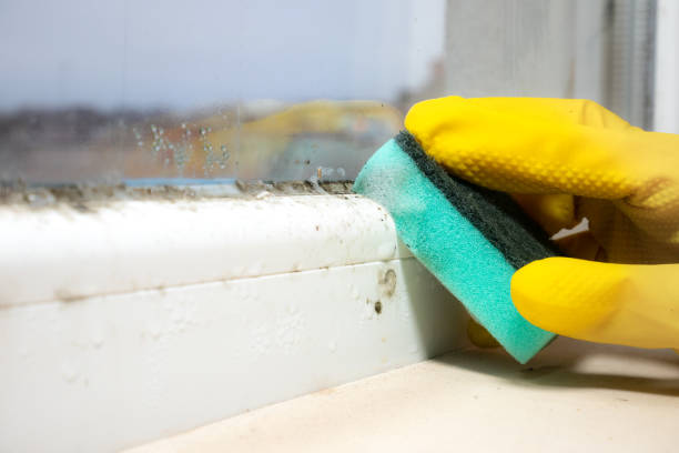 Best Professional Mold Removal  in El Valle De Arroyo Seco, NM