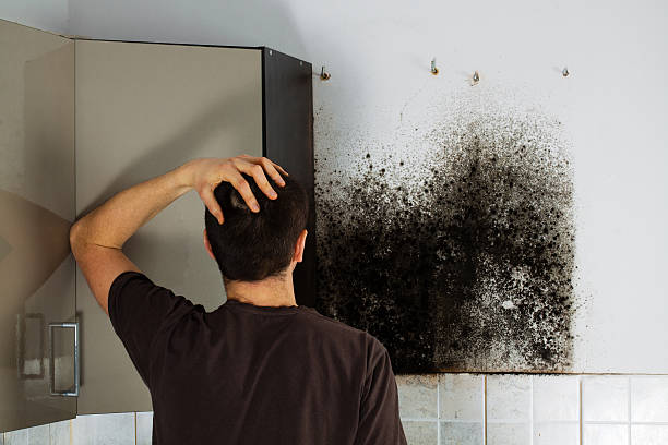 Best Emergency Mold Removal  in El Valle De Arroyo Seco, NM
